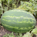 W12 Lishow no.2 big size f1 hybrid watermelon seeds green skin with red flesh